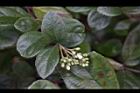 琉球莢迷-花苞06.JPG