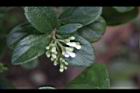 琉球莢迷-花苞07.JPG