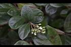 琉球莢迷-花苞11.JPG
