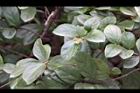 琉球莢迷-葉01.JPG