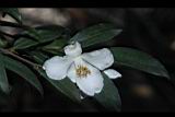 琉球連蕊茶-花07.JPG