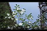 琉球連蕊茶12.JPG