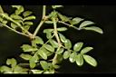 琉球野薔薇-刺01.JPG