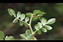 琉球野薔薇-刺02.JPG