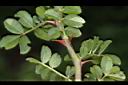 琉球野薔薇-刺04.JPG