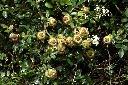 琉球野薔薇-實00.JPG