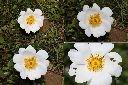 琉球野薔薇-花1.jpg