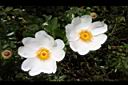 琉球野薔薇-花16.JPG