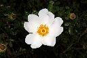 琉球野薔薇-花27.JPG