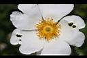 琉球野薔薇-花蕊00.JPG