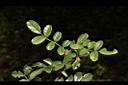 琉球野薔薇-葉正00.JPG