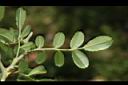 琉球野薔薇-葉背00.JPG