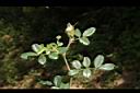 琉球野薔薇01.JPG