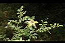 琉球野薔薇02.JPG