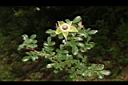 琉球野薔薇03.JPG