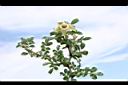 琉球野薔薇06.JPG