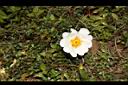 琉球野薔薇08.JPG