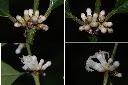 琉球雞屎樹-花1.jpg
