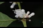 琉球雞屎樹-花01.JPG