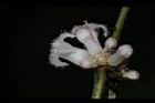 琉球雞屎樹-花03.JPG