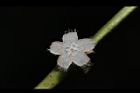 琉球雞屎樹-花04.JPG