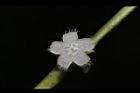 琉球雞屎樹-花05.JPG