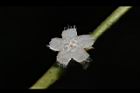 琉球雞屎樹-花06.JPG