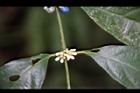 琉球雞屎樹-花苞00.JPG