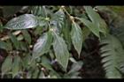 琉球雞屎樹-花苞04.JPG
