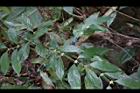 琉球雞屎樹-花苞05.JPG