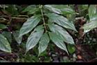 琉球雞屎樹-葉04.JPG