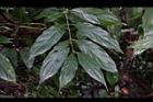 琉球雞屎樹-葉05.JPG