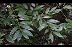 琉球雞屎樹07.JPG