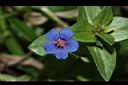 琉璃繁縷-花04.JPG