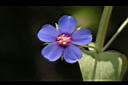 琉璃繁縷-花10.JPG