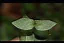 琉璃繁縷-葉背04.JPG