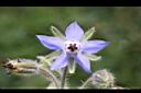 琉璃苣-花03.jpg