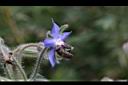 琉璃苣-花05.jpg