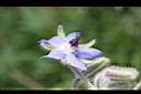 琉璃苣-花07.jpg
