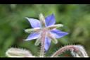 琉璃苣-花萼.jpg