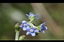 琉璃草-花06.JPG