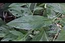 琉璃草-葉10.JPG