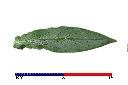 琉璃草-葉正00.jpg