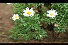 瑪格麗特-白花06.jpg
