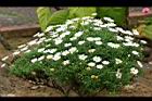瑪格麗特-白花12.jpg