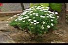 瑪格麗特-白花13.jpg