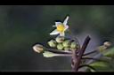 瑪瑙珠-花00.jpg