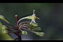瑪瑙珠-花01.jpg