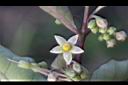 瑪瑙珠-花02.jpg