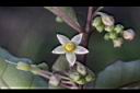 瑪瑙珠-花03.jpg